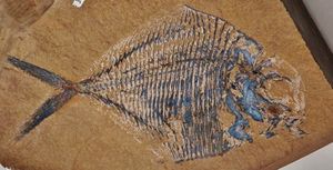 트라이아스기의 멸종된 보바사트라니아류 멸종된 보바사트라니아 카나덴시스의 화석