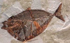 Mene oblonga의 화석