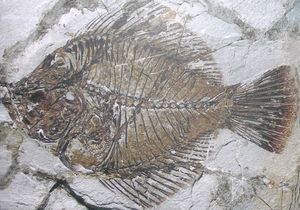 머리 중앙 상단에 눈이 하나 있는 Amphistium 화석