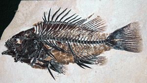 약 5천만 년 전 하부 에오세의 조기어류 농어(멸종된 프리스카카라 세라타) 화석