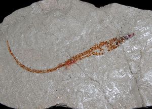 마이오세의 해룡목(Syngnathiformes) 멸종된 네로피스 잡페이의 화석