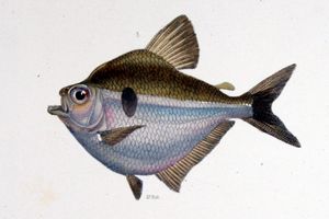Brachychalcinus orbicularis (Stethaprioninae)