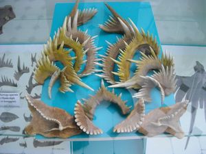 폴란드 상부 프라스니안기(Frasnian)에서 발견된 코노돈트인 Manticolepis subrecta의 요소 모델 – 바르샤바에 있는 폴란드 지질 연구소 지질 박물관에서 촬영한 사진