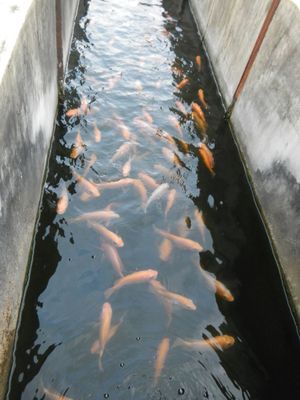 필리핀 클라크국립대학교(CLSU)에서 실험 중인 레드 나일 틸라피아