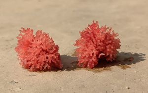 걷는 메기의 공기 호흡 기관