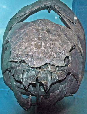 D. terrelli 두개골 정면