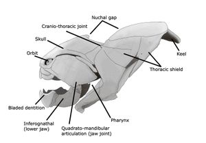D. terrelli(덩클레오스테우스 테렐리)의 두개골 도표