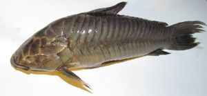  Hoplosternum littorale(호플로스테르눔 리토랄레). 겹쳐진 골질판을 확인할 수 있다.