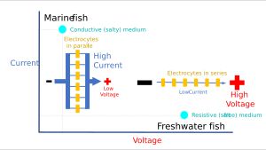 왜 담수성 전기어류가 해양성 전기어류보다 높은 전압을 발생시켜야 하는지에 대한 설명도