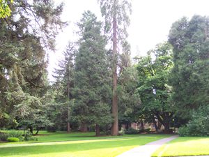 캠퍼스의 나무들