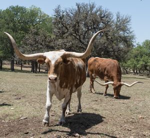텍사스 롱혼 소, 텍사스주 보언