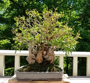 분재로 키워지고 있는 석류