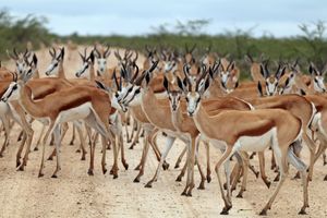 도로 위의 무리에토샤 국립공원, 나미비아