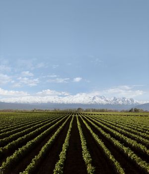 아르헨티나 멘도사주 루한 데 쿠요의 포도밭