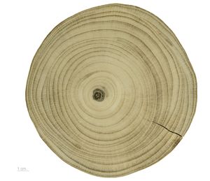 은행나무( *G. biloba*) 줄기 단면