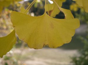 노랗게 물든 은행잎