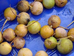 수확한 은행알(씨)