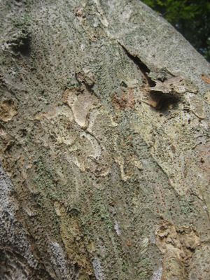 성숙한 섬나무(Japanese zelkova)의 나무껍질