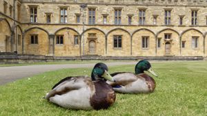 맑은 날 톰 쿼드에 있는 톰과 펙 오리