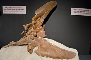 머리와 목을 연결하는 둥근 관절을 보여주는 두개골 뒷면