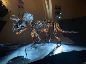 멜버른 박물관에 전시된 가장 완벽한 트리케라톱스 화석 '호리두스'