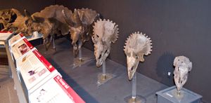 두개골 성장 단계