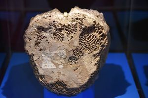 마노스폰딜루스 기가스 모식표본 (AMNH 3982)