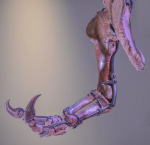 Sue 표본의 오른쪽 앞다리