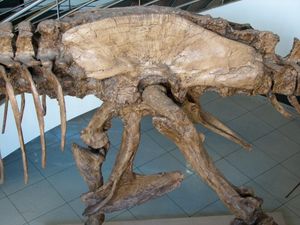 MOR 555 표본의 골반