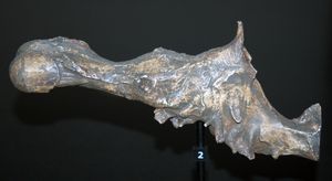 시드니 오스트레일리아 박물관의 뇌함 주형