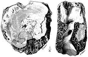마노스폰딜루스 기가수의 모식표본 (AMNH 3982) 도해