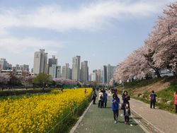 2019년 3월 벚꽃 핀 온천천 산책로