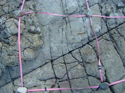 부산광역시 유천층군 안산암질 화산각력암에 나타나고 있는 절리들. 격자 크기는 1mX1m