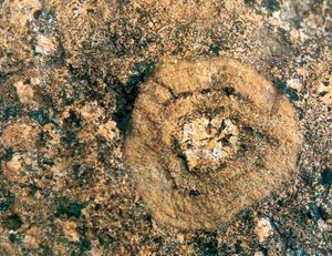 부산 전포동의 불국사 관입암류 반려암(Kga)의 일부인 부산 전포동 구상반려암의 모습.