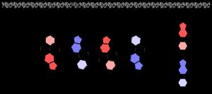 DNA의 4염기쌍 단편의 화학 구조. 당-인산 주쇄는 염기를 안쪽으로 하여 서로 반대 방향으로 달리고, A과 T, C과 G이 수소 결합으로 염기쌍을 형성하고 있다.