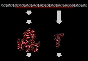 DNA의 단백질 암호화 유전자가 기능성 단백질로 전사 및 번역되거나 비단백질 암호화 유전자가 기능성 RNA로 전사됨