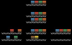 유전자 중복의 진화적 운명