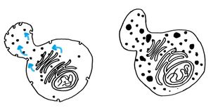 정상 효모와 돌연변이 효모의 비교