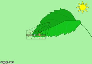 광계 I만 사용하는 순환적 광의존성 반응. 광계 I은 전자를 여기시키고, 이 전자는 전달 단백질인 페레독신(Fd)에서 시토크롬 복합체 bf로, 다른 전달 단백질인 플라스토시아닌(Pc)을 거쳐 광계 I로 순환한다. 엽록체 기질(4)에서 틸라코이드 내강(5)으로 양성자(3)가 이동함에 따라 틸라코이드 막(6)을 가로질러 양성자 기울기가 생성된다. 화학삼투를 통해 ATP 합성효소(1)가 ADP 분자(7)에 무기 인산기(8)를 결합시켜 ATP(9)가 생성된다.