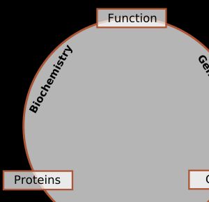 생화학, 유전학, 분자생물학 간의 관계 개략도