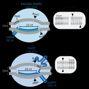 확대된 PAM 서열에 대한 DNA 절단 위치를 보여주는 CRISPR 핵산내부절단효소 Cas12a와 Cas9의 다이어그램