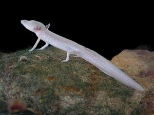 텍사스맹꽁이(Texas blind salamander)는 에드워즈 대수층(Edwards Aquifer)에서 발견된다.