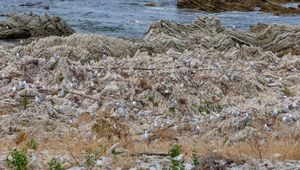 붉은부리갈매기 서식지, 카이코우라