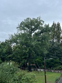 손기정 월계관 기념수