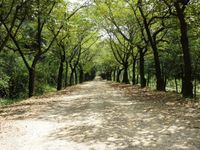 영남대학교 캠퍼스의 사랑길