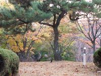 늦가을 영남대학교 캠퍼스