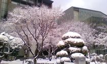 초봄 설경 (2010년 3월 10일)