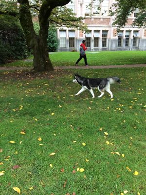 시애틀 캠퍼스 내를 산책하는 실제 마스코트 허스키, 덥스 2세