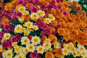 다양한 색깔의 Chrysanthemum x morifolium