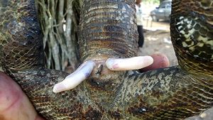 황금테구의 반음경